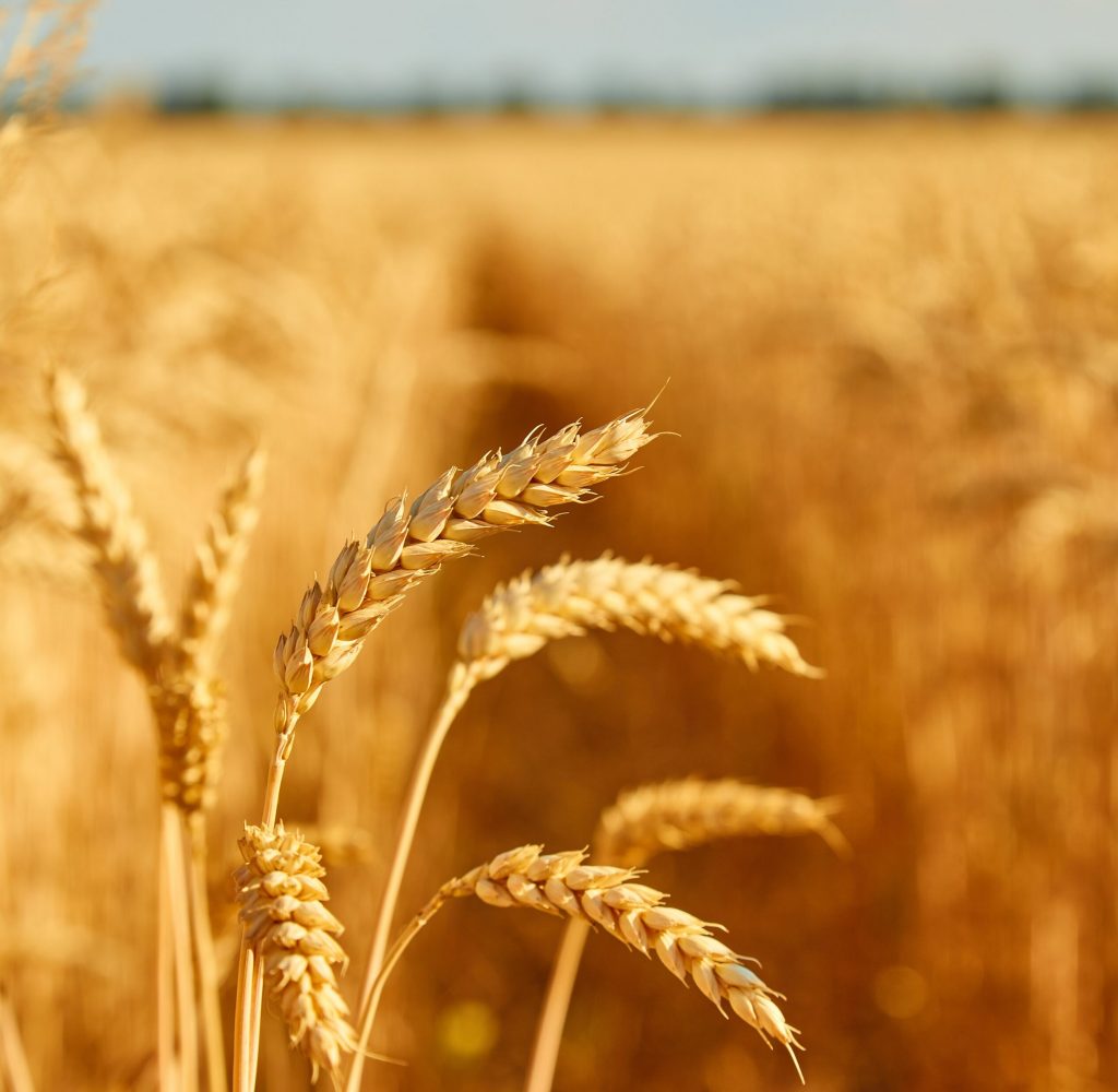 Qu'est-ce que le Groupe Leader Plus?